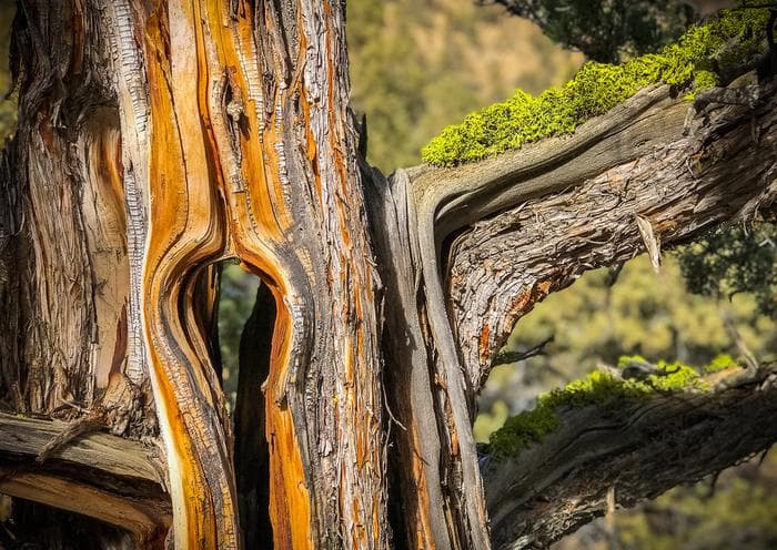 Dry River Canyon Trail