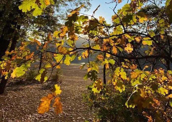 Gregory Beach Dispersed Area (CA)