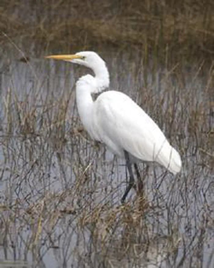 St. Marks Wilderness