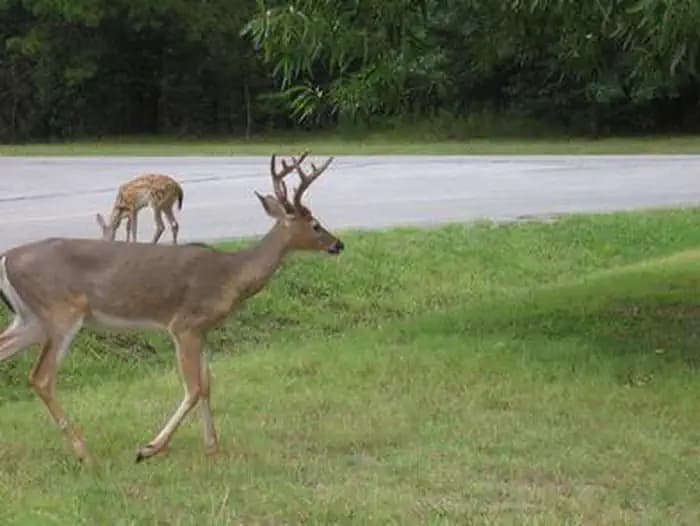 Indian Creek Campground (AR)